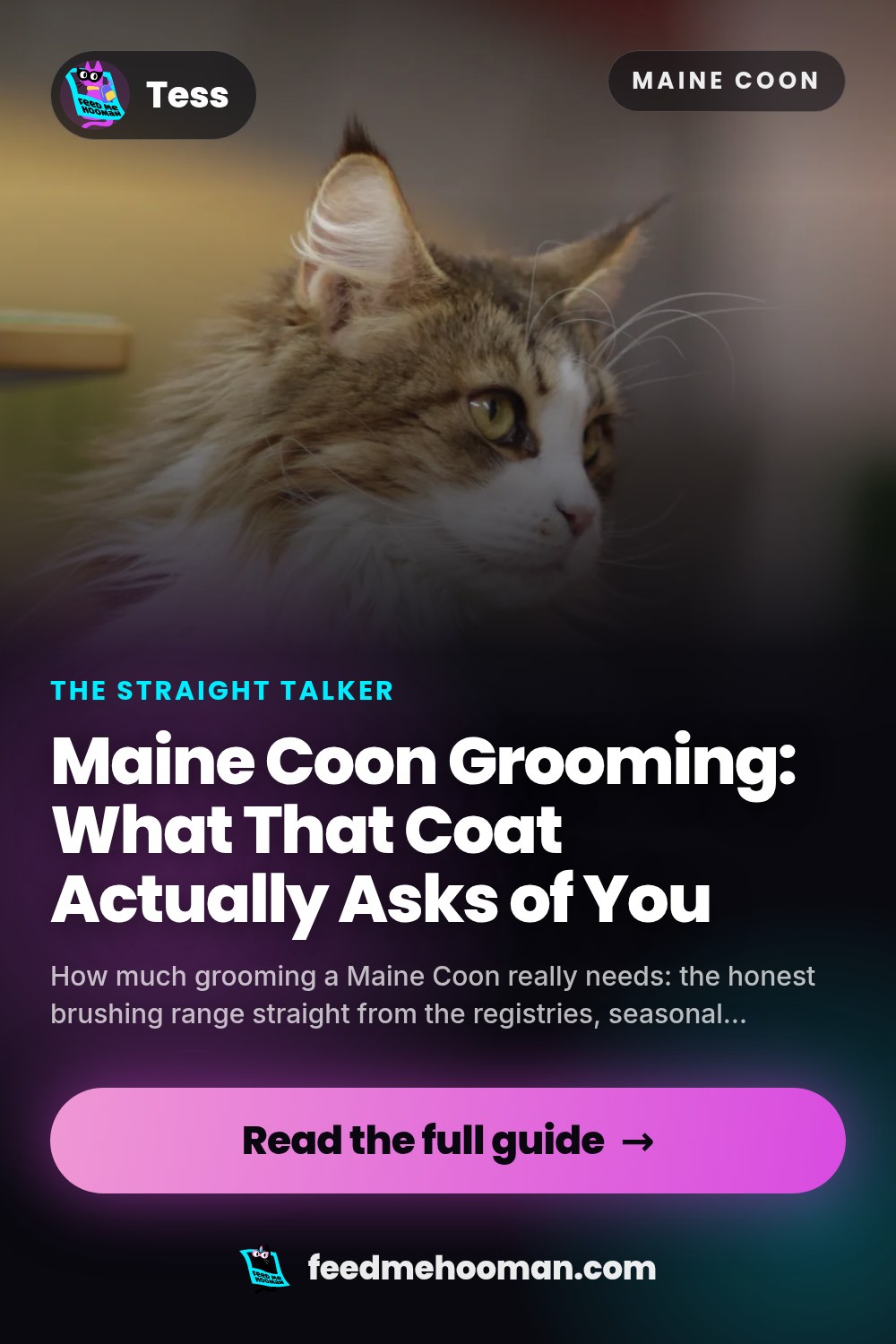 Maine Coon Grooming: What That Coat Actually Asks of You