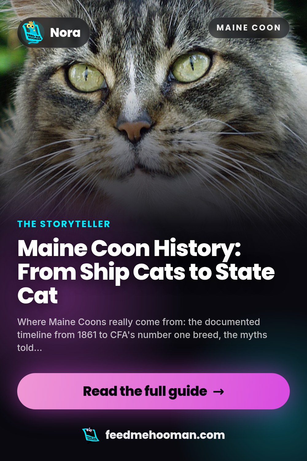 Maine Coon History: From Ship Cats to State Cat