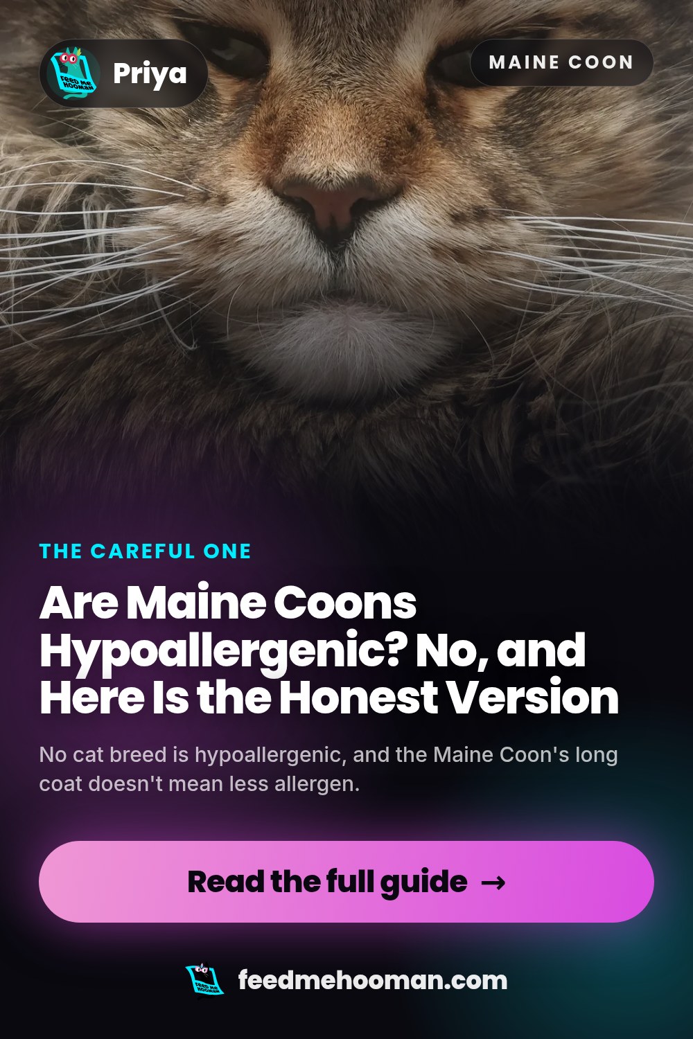 Are Maine Coons Hypoallergenic? No, and Here Is the Honest Version