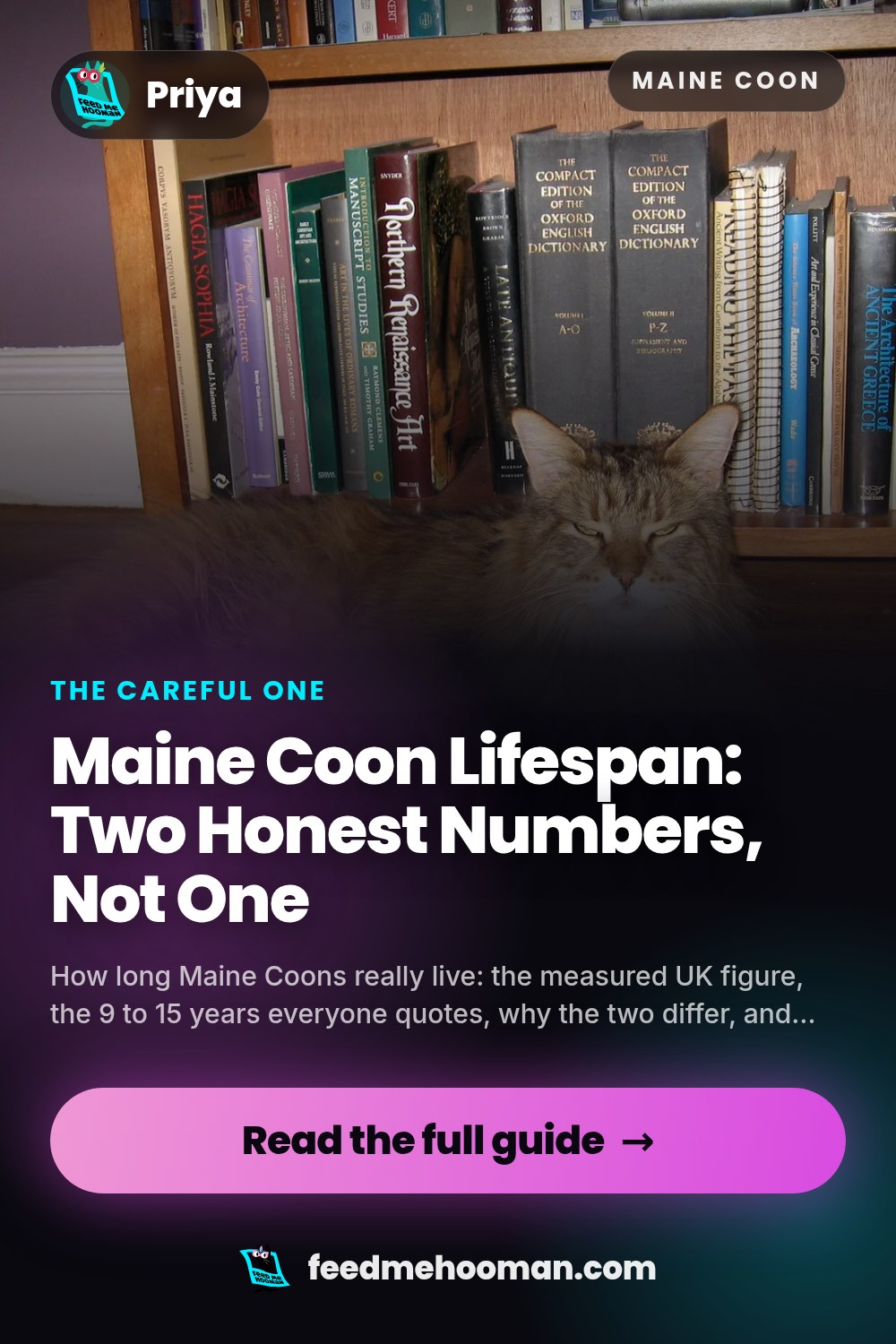 Maine Coon Lifespan: Two Honest Numbers, Not One