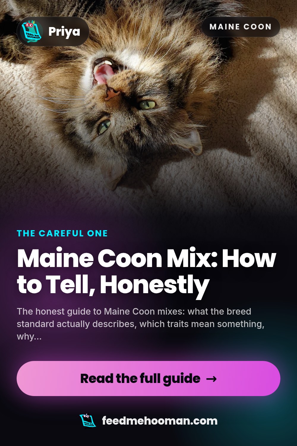 Maine Coon Mix: How to Tell, Honestly