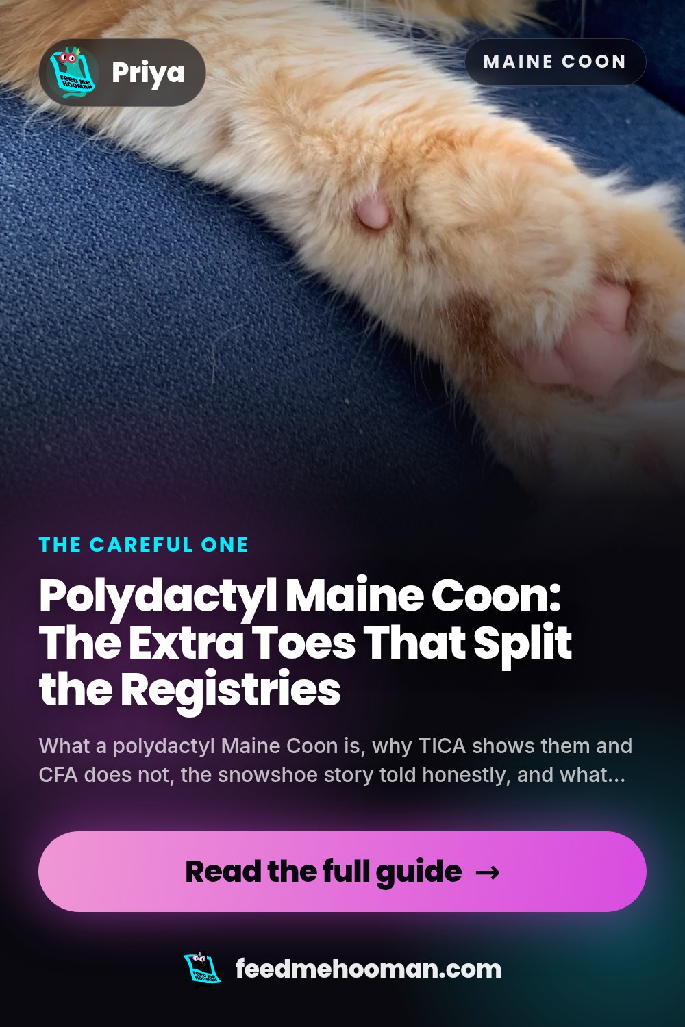 Polydactyl Maine Coon: The Extra Toes That Split the Registries