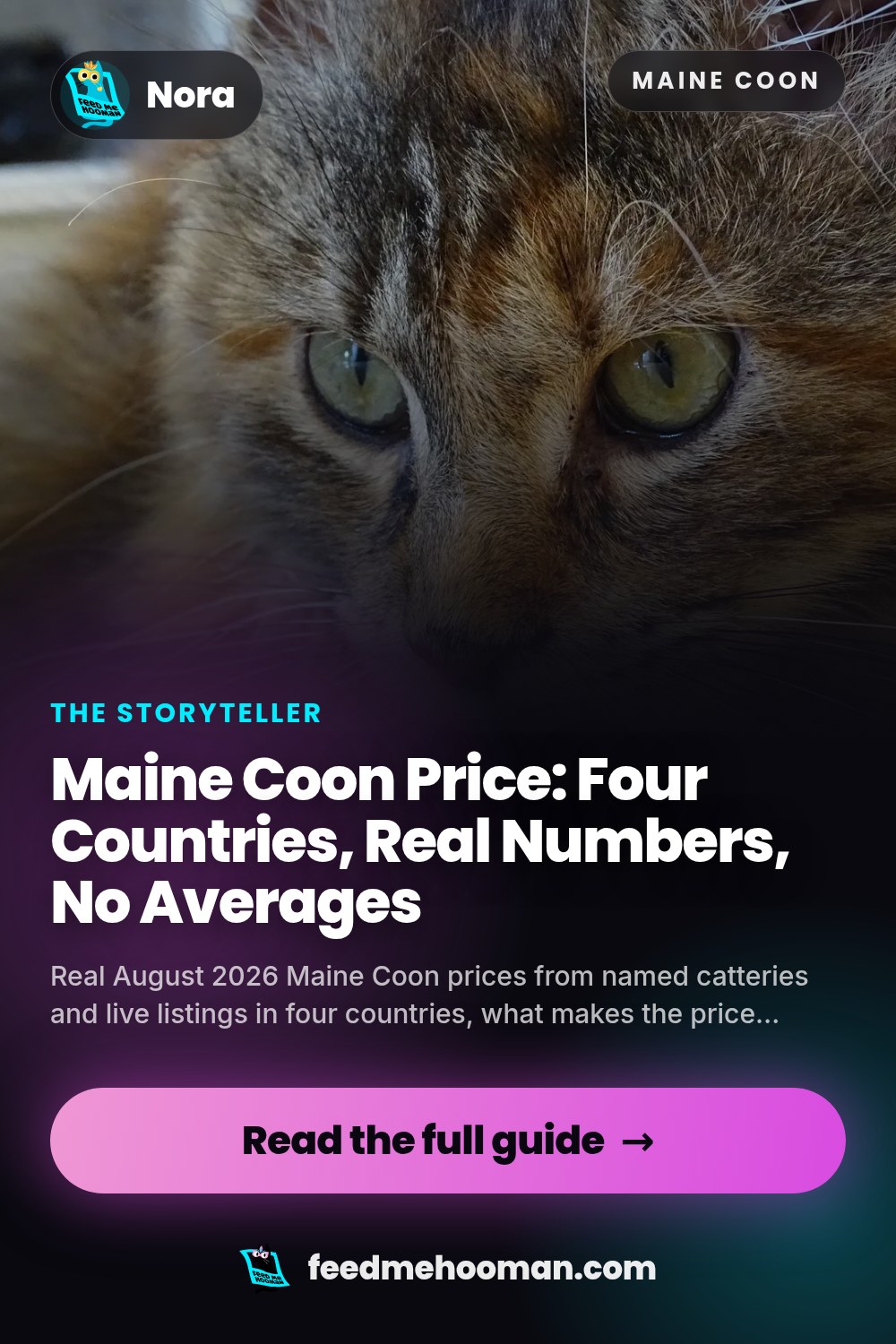 Maine Coon Price: Four Countries, Real Numbers, No Averages