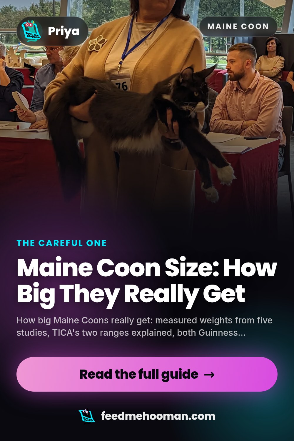 Maine Coon Size: How Big They Really Get