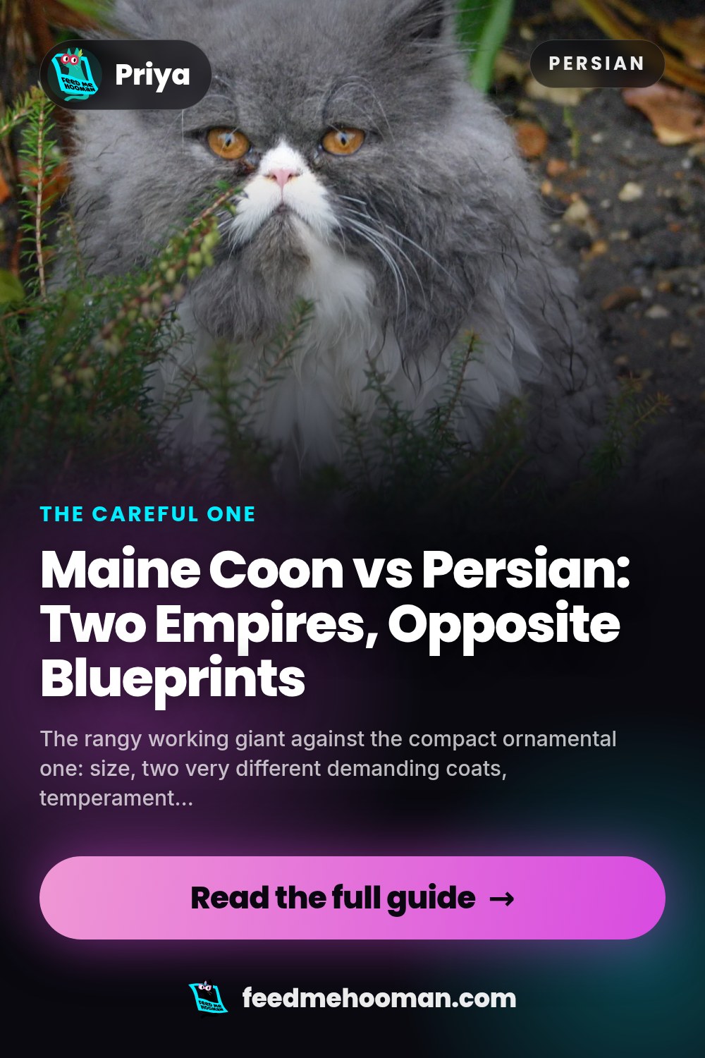 Maine Coon vs Persian: Two Empires, Opposite Blueprints