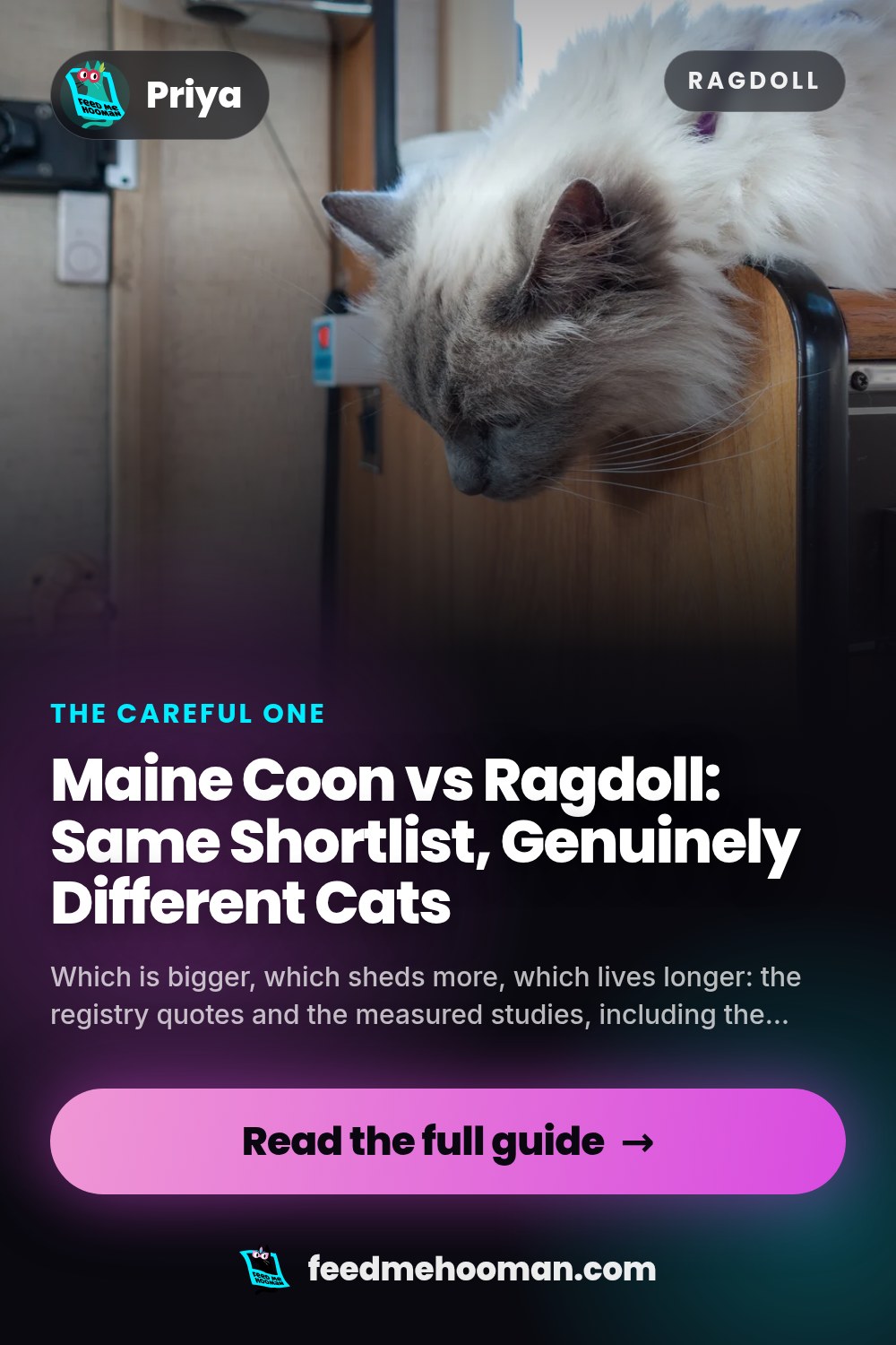 Maine Coon vs Ragdoll: Same Shortlist, Genuinely Different Cats