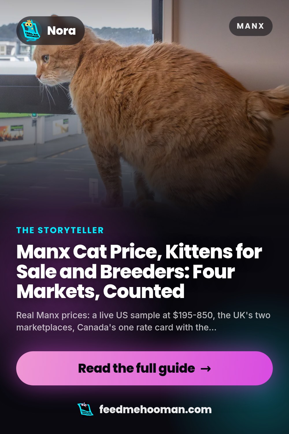 Manx Cat Price, Kittens for Sale and Breeders: Four Markets, Counted