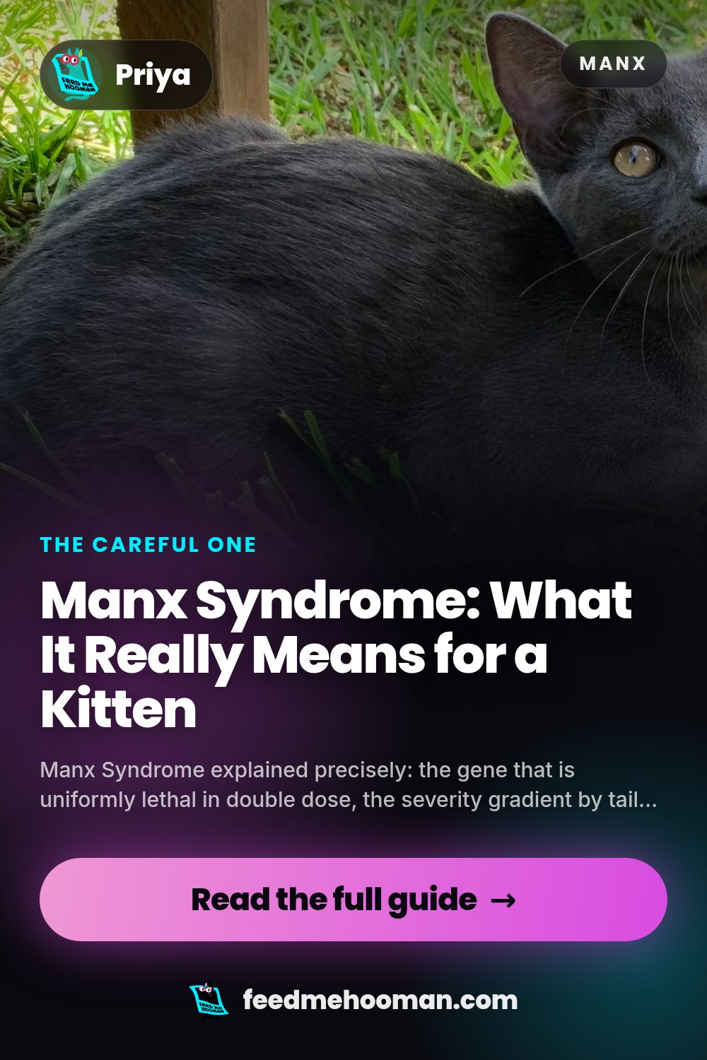 Manx Syndrome: What It Really Means for a Kitten
