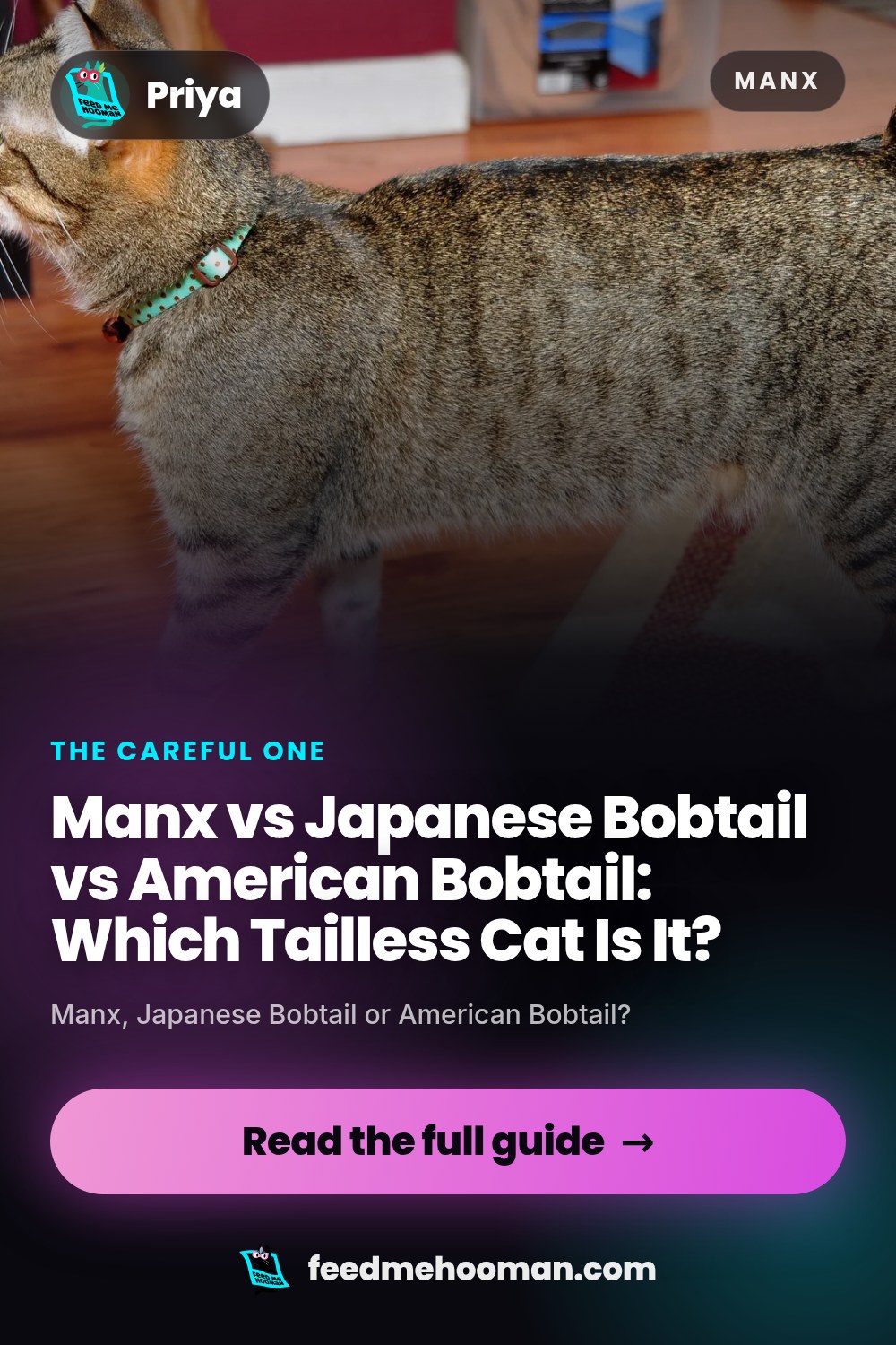 Manx vs Japanese Bobtail vs American Bobtail: Which Tailless Cat Is It?