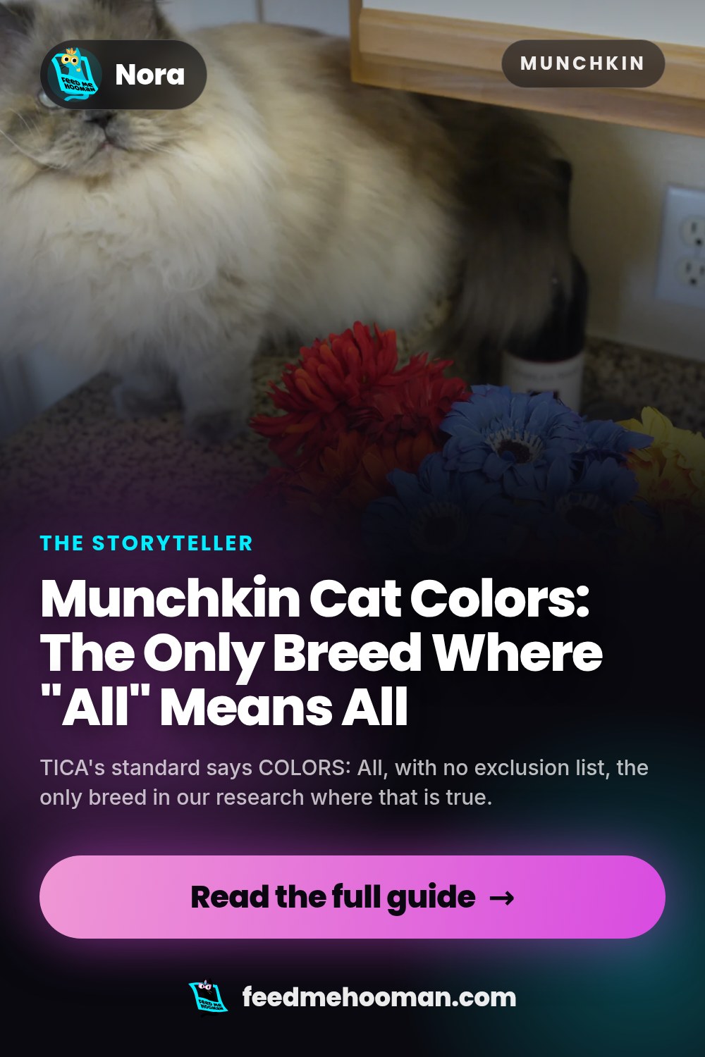 Munchkin Cat Colors: The Only Breed Where "All" Means All