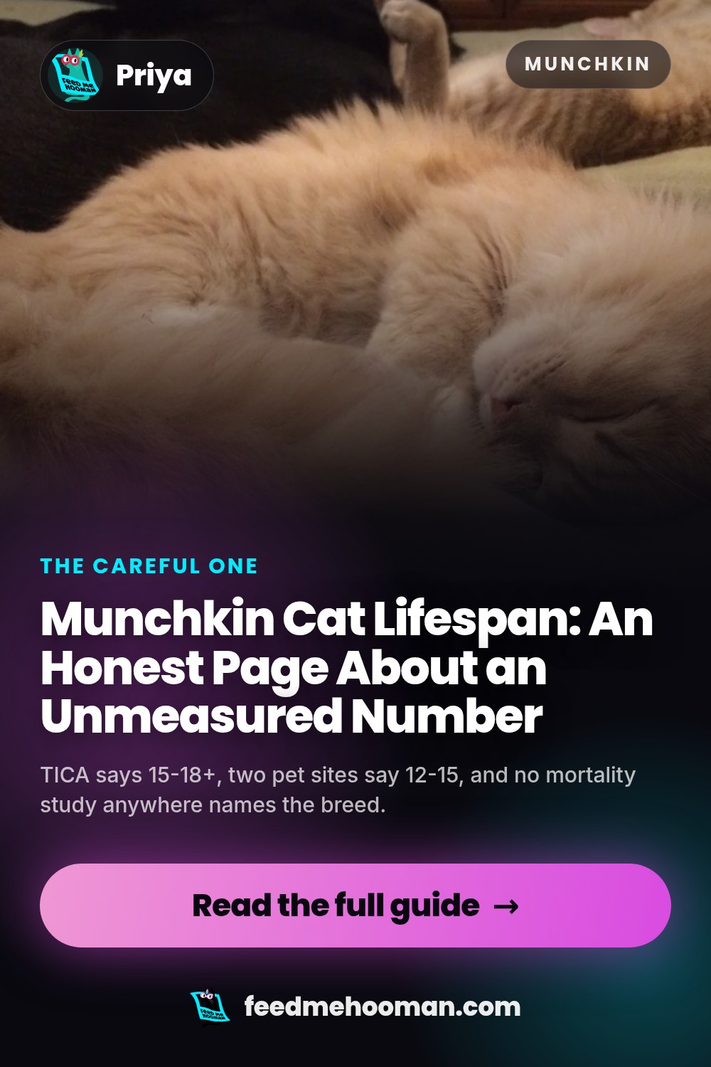 Munchkin Cat Lifespan: An Honest Page About an Unmeasured Number