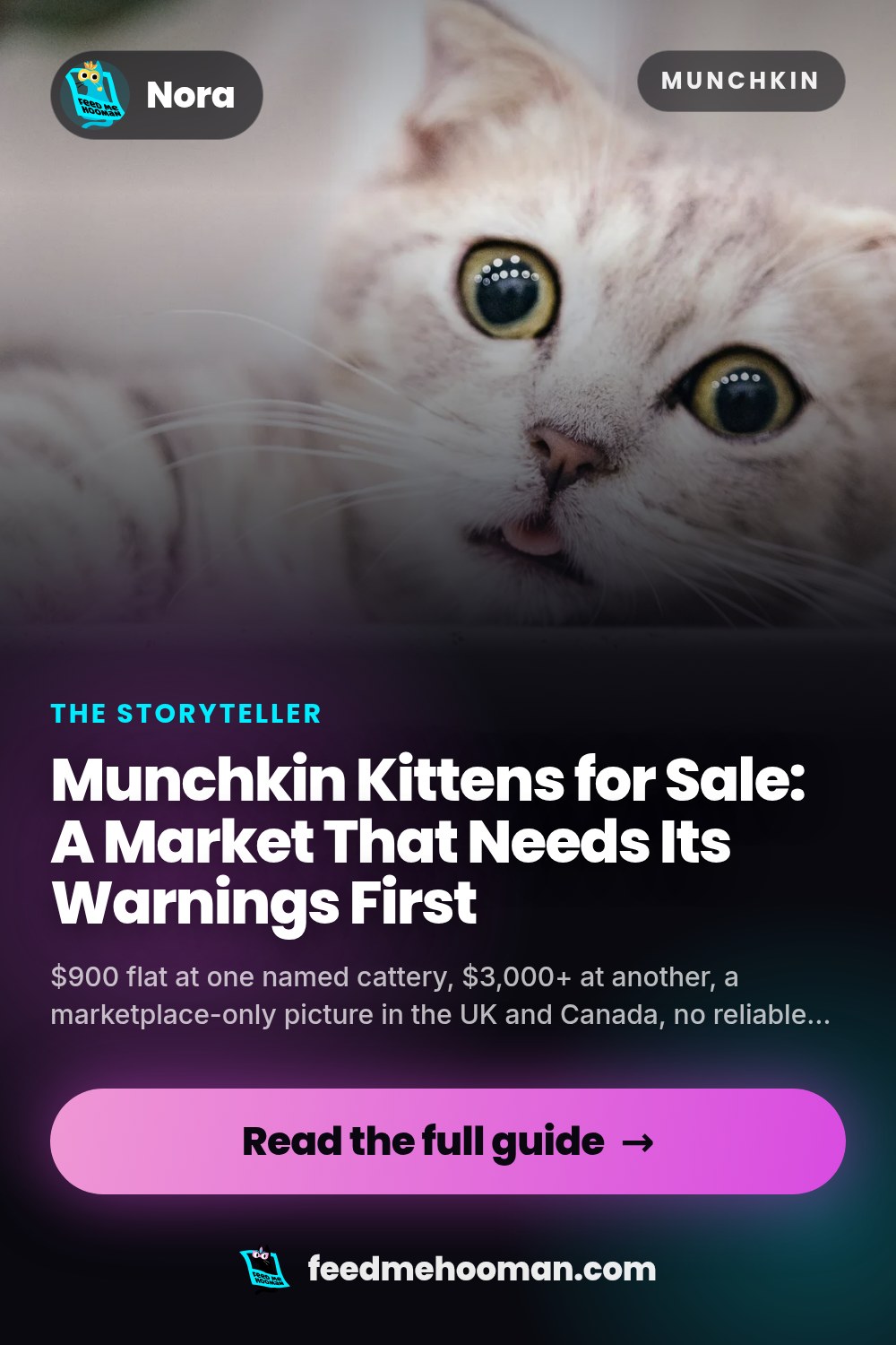Munchkin Kittens for Sale: A Market That Needs Its Warnings First
