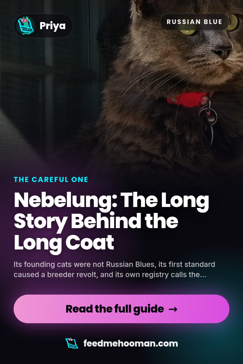 Nebelung: The Long Story Behind the Long Coat