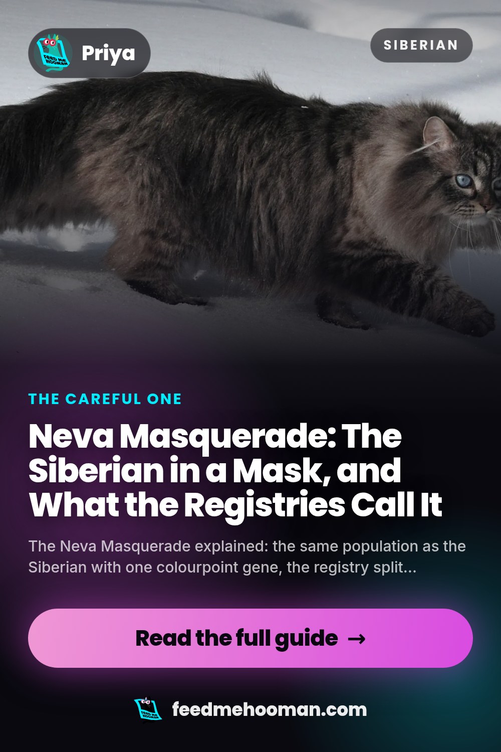Neva Masquerade: The Siberian in a Mask, and What the Registries Call It