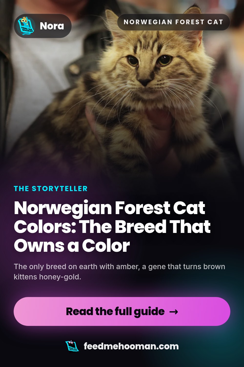 Norwegian Forest Cat Colors: The Breed That Owns a Color