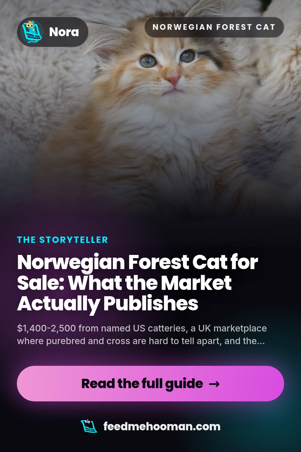 Norwegian Forest Cat for Sale: What the Market Actually Publishes