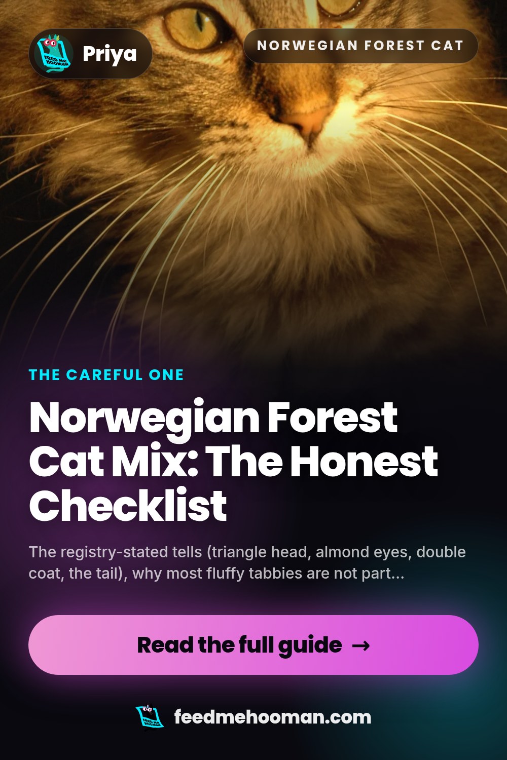 Norwegian Forest Cat Mix: The Honest Checklist