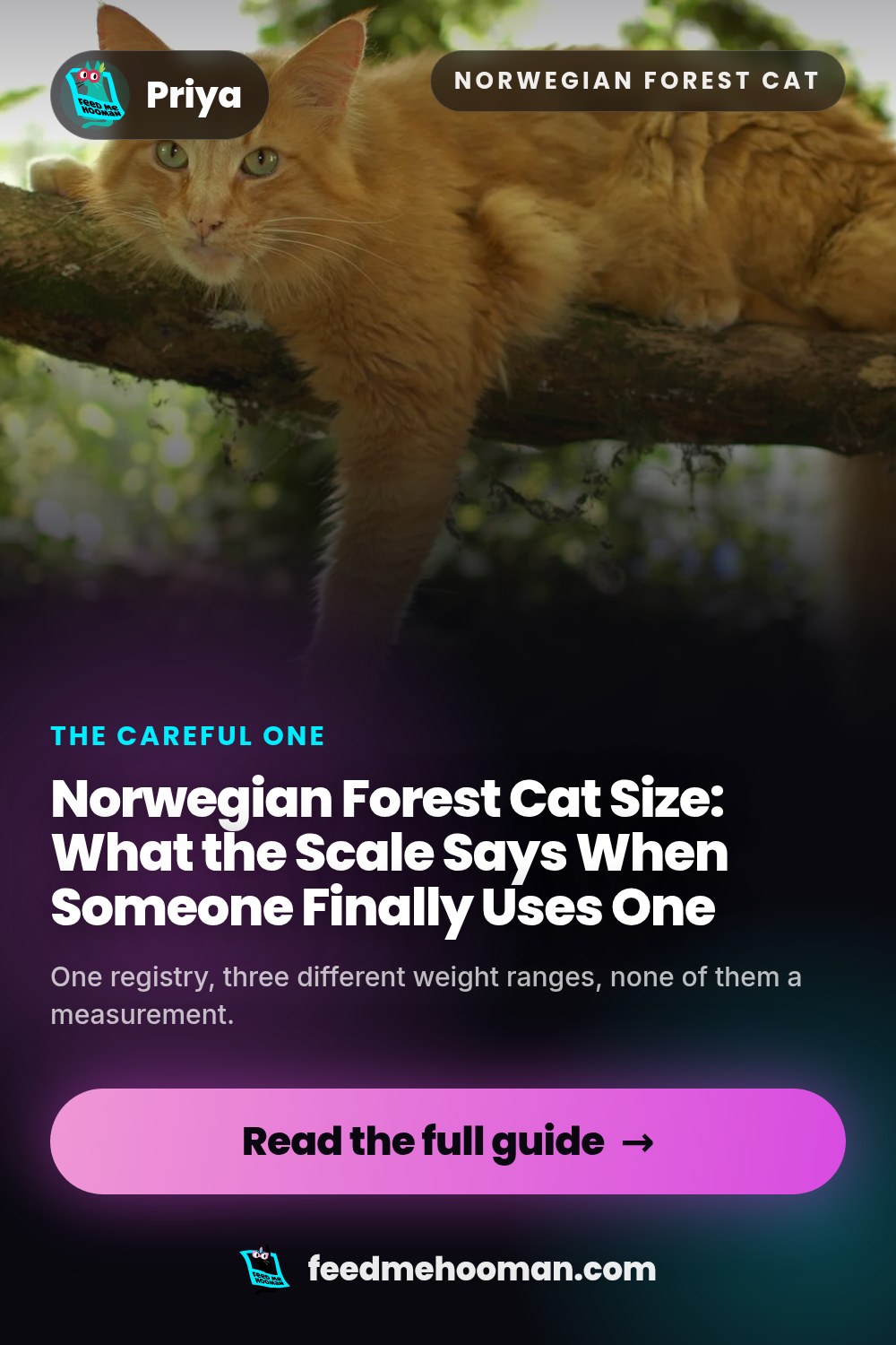 Norwegian Forest Cat Size: What the Scale Says When Someone Finally Uses One