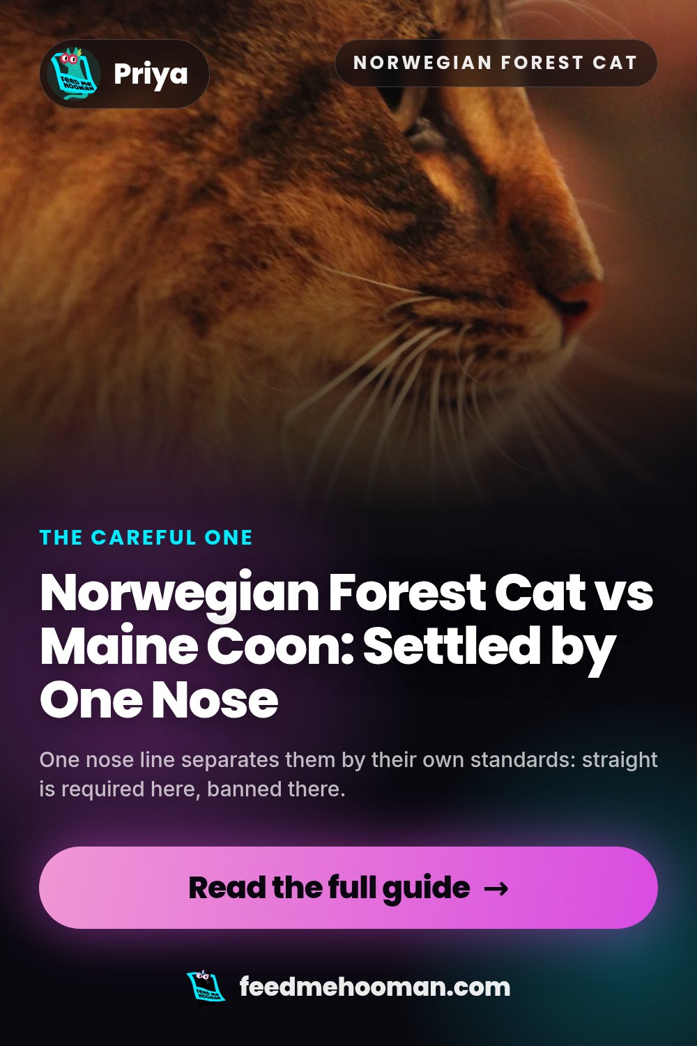 Norwegian Forest Cat vs Maine Coon: Settled by One Nose