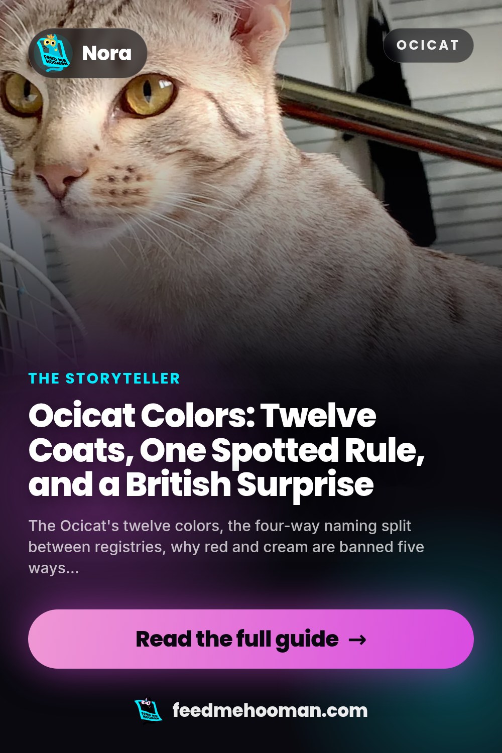 Ocicat Colors: Twelve Coats, One Spotted Rule, and a British Surprise