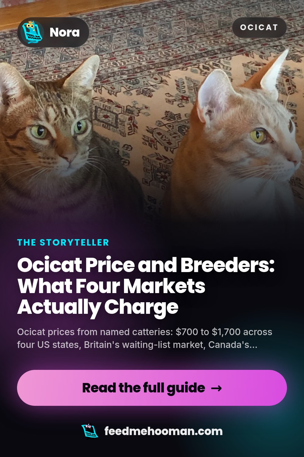 Ocicat Price and Breeders: What Four Markets Actually Charge