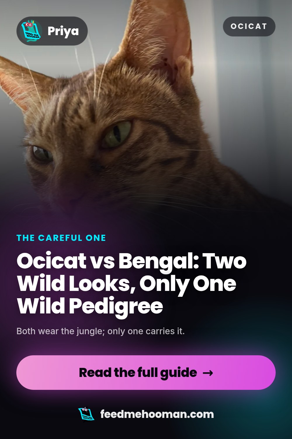 Ocicat vs Bengal: Two Wild Looks, Only One Wild Pedigree