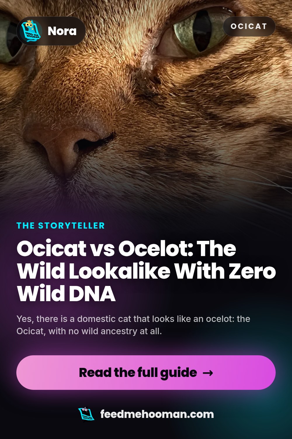 Ocicat vs Ocelot: The Wild Lookalike With Zero Wild DNA