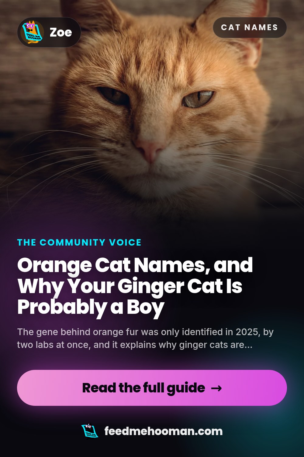 Orange Cat Names, and Why Your Ginger Cat Is Probably a Boy