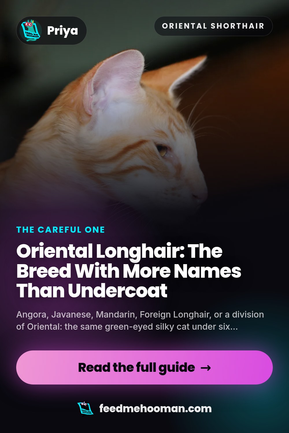 Oriental Longhair: The Breed With More Names Than Undercoat