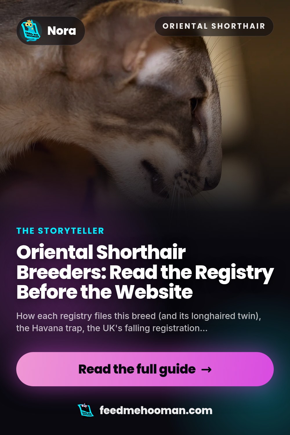 Oriental Shorthair Breeders: Read the Registry Before the Website