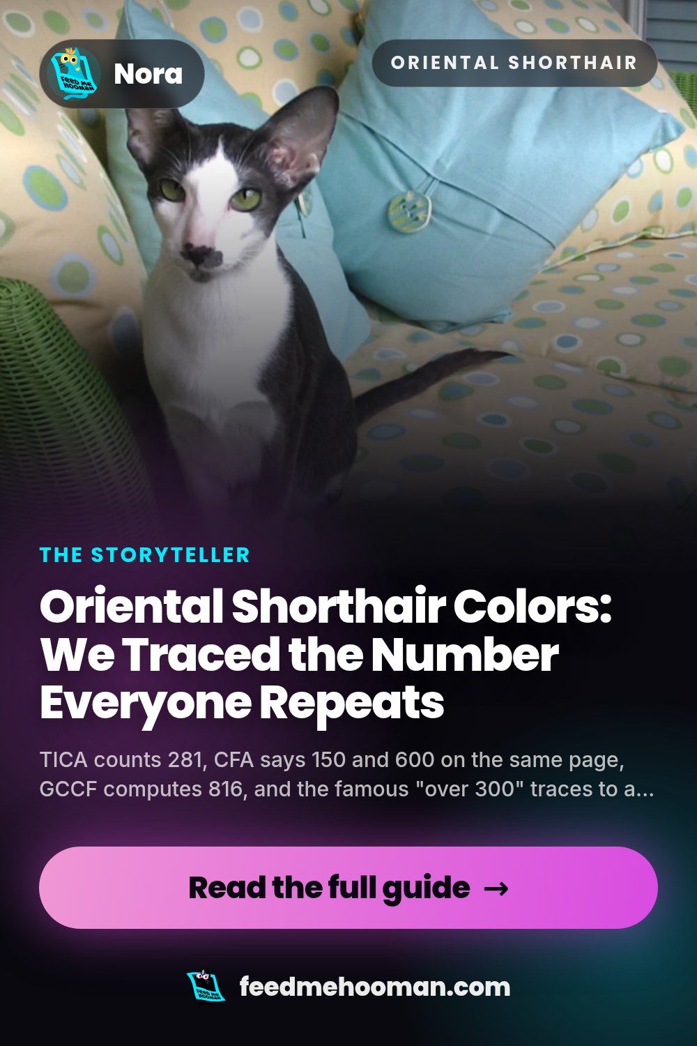 Oriental Shorthair Colors: We Traced the Number Everyone Repeats