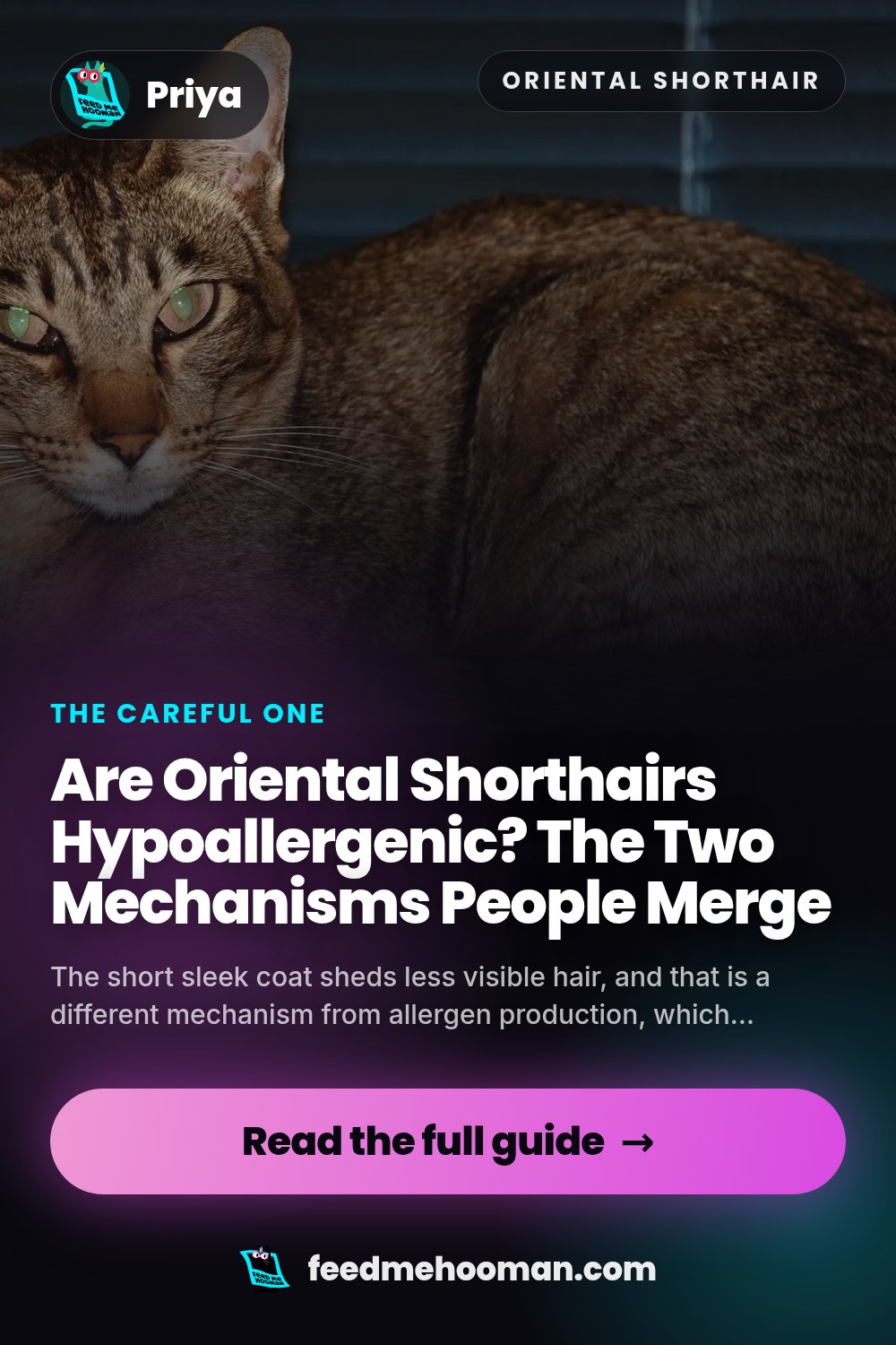 Are Oriental Shorthairs Hypoallergenic? The Two Mechanisms People Merge