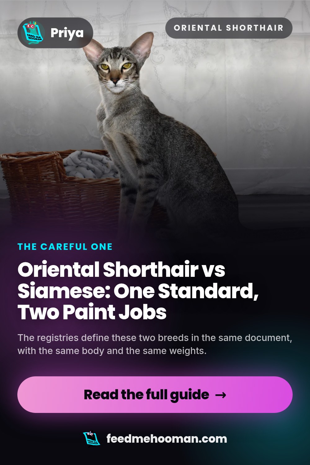 Oriental Shorthair vs Siamese: One Standard, Two Paint Jobs