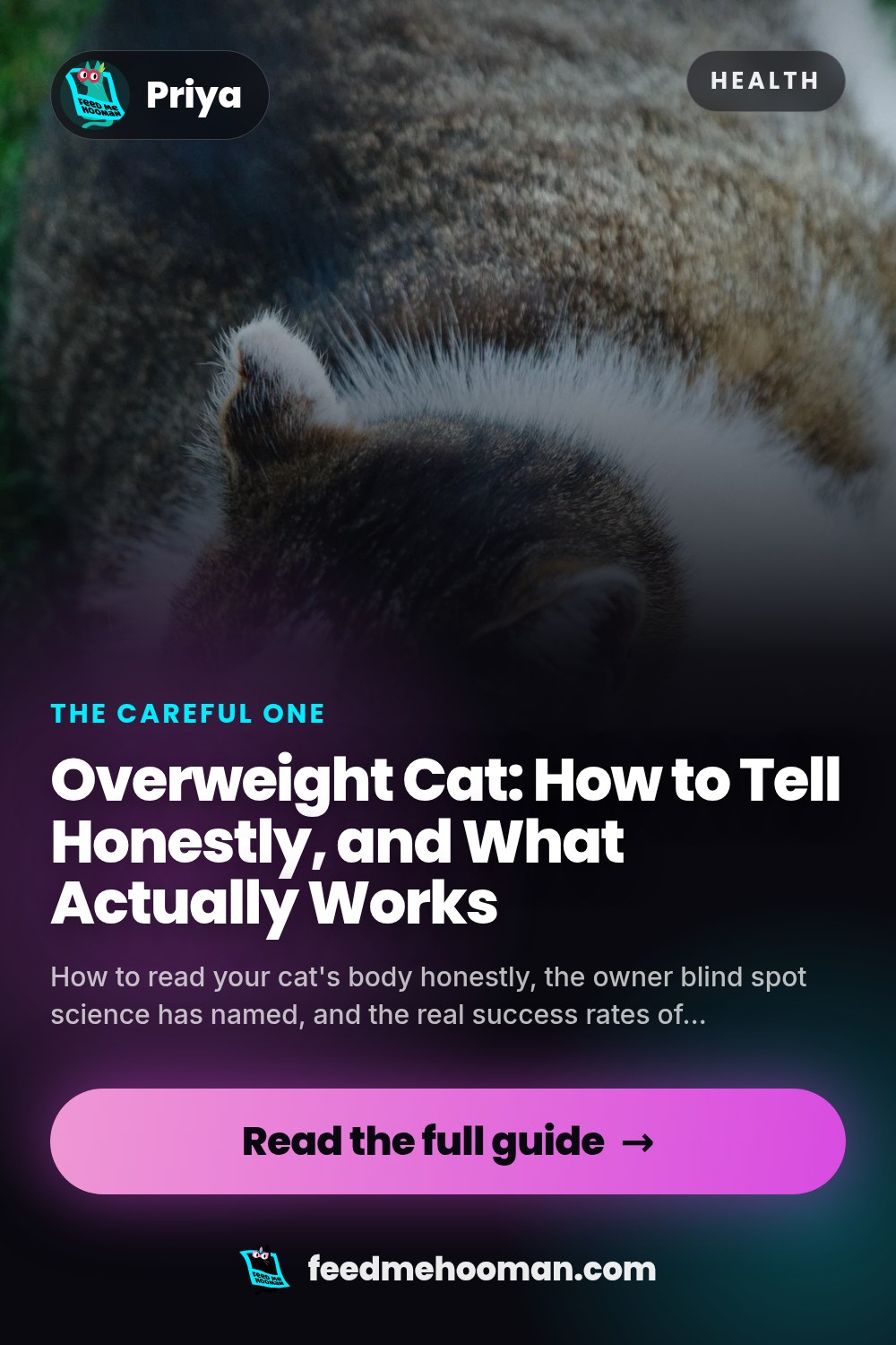 Overweight Cat: How to Tell Honestly, and What Actually Works