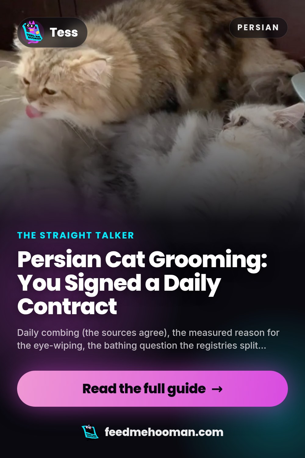 Persian Cat Grooming: You Signed a Daily Contract