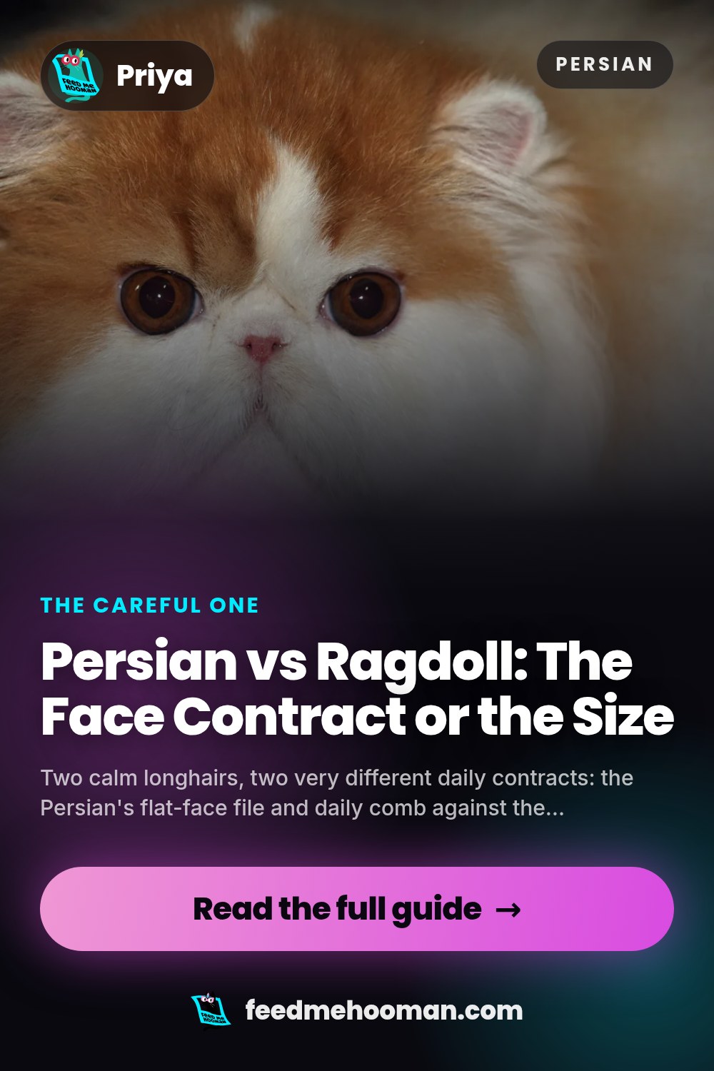 Persian vs Ragdoll: The Face Contract or the Size