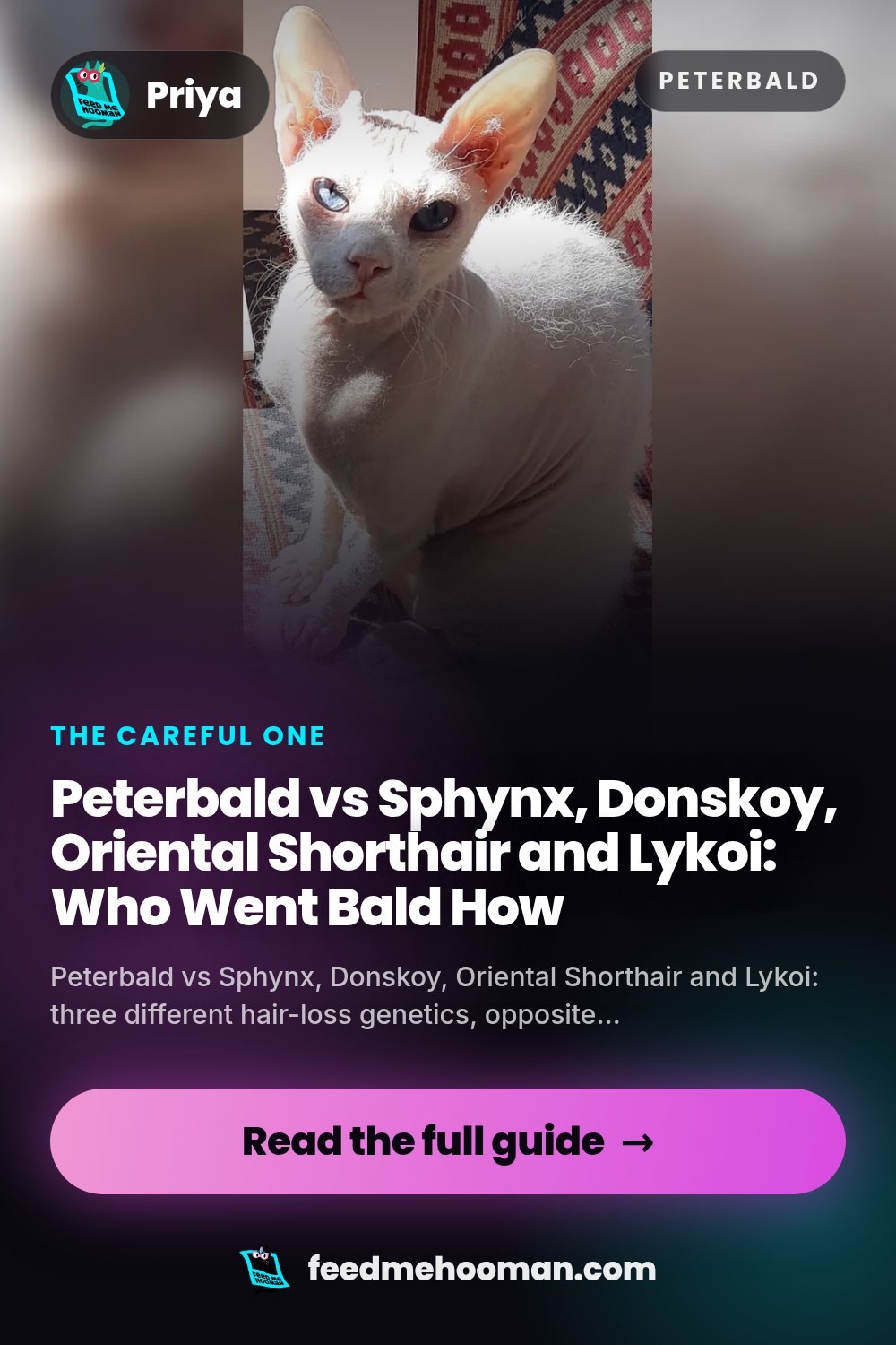 Peterbald vs Sphynx, Donskoy, Oriental Shorthair and Lykoi: Who Went Bald How
