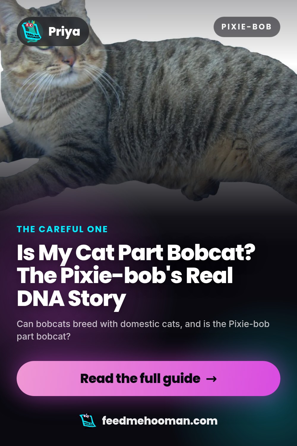 Is My Cat Part Bobcat? The Pixie-bob's Real DNA Story
