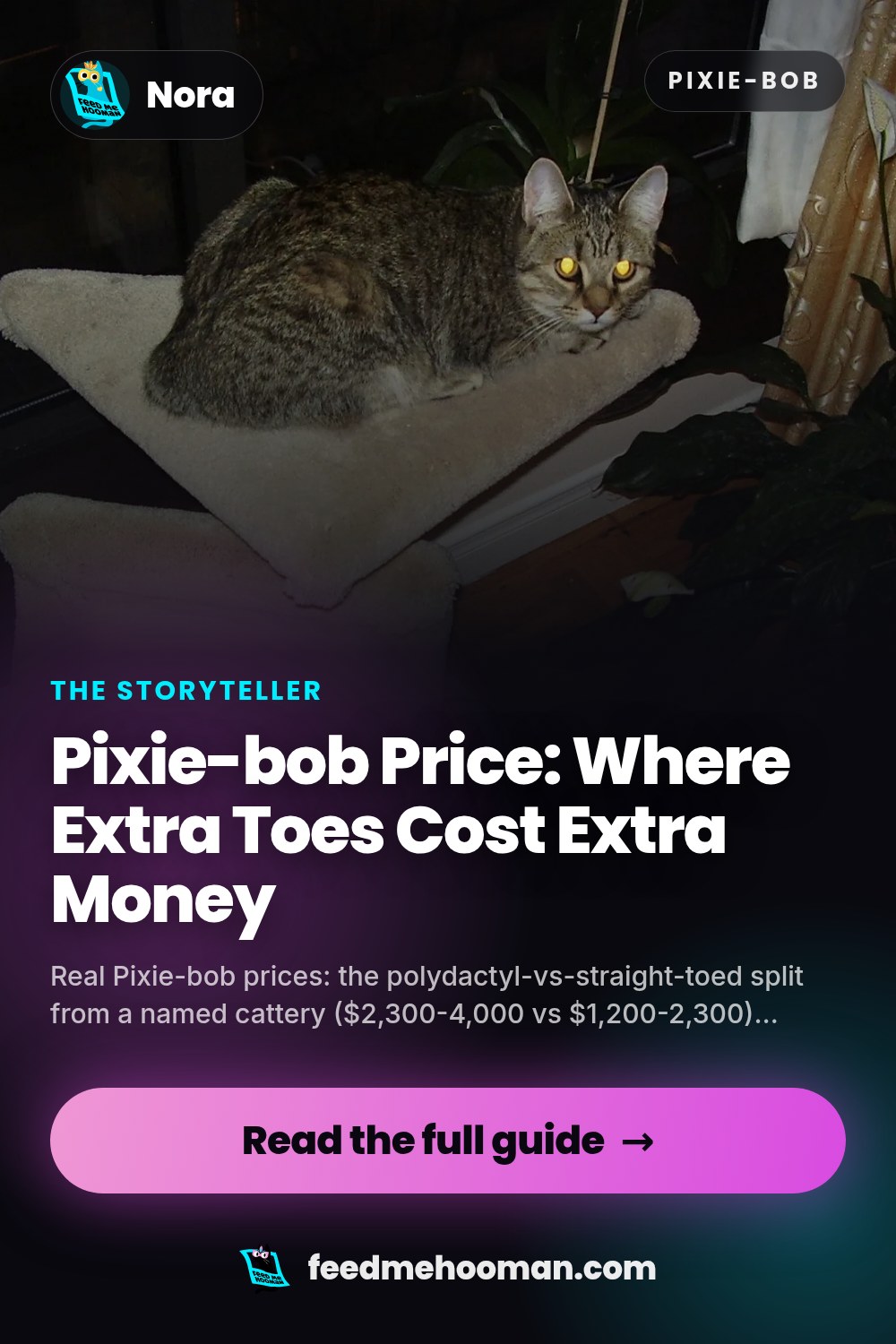 Pixie-bob Price: Where Extra Toes Cost Extra Money