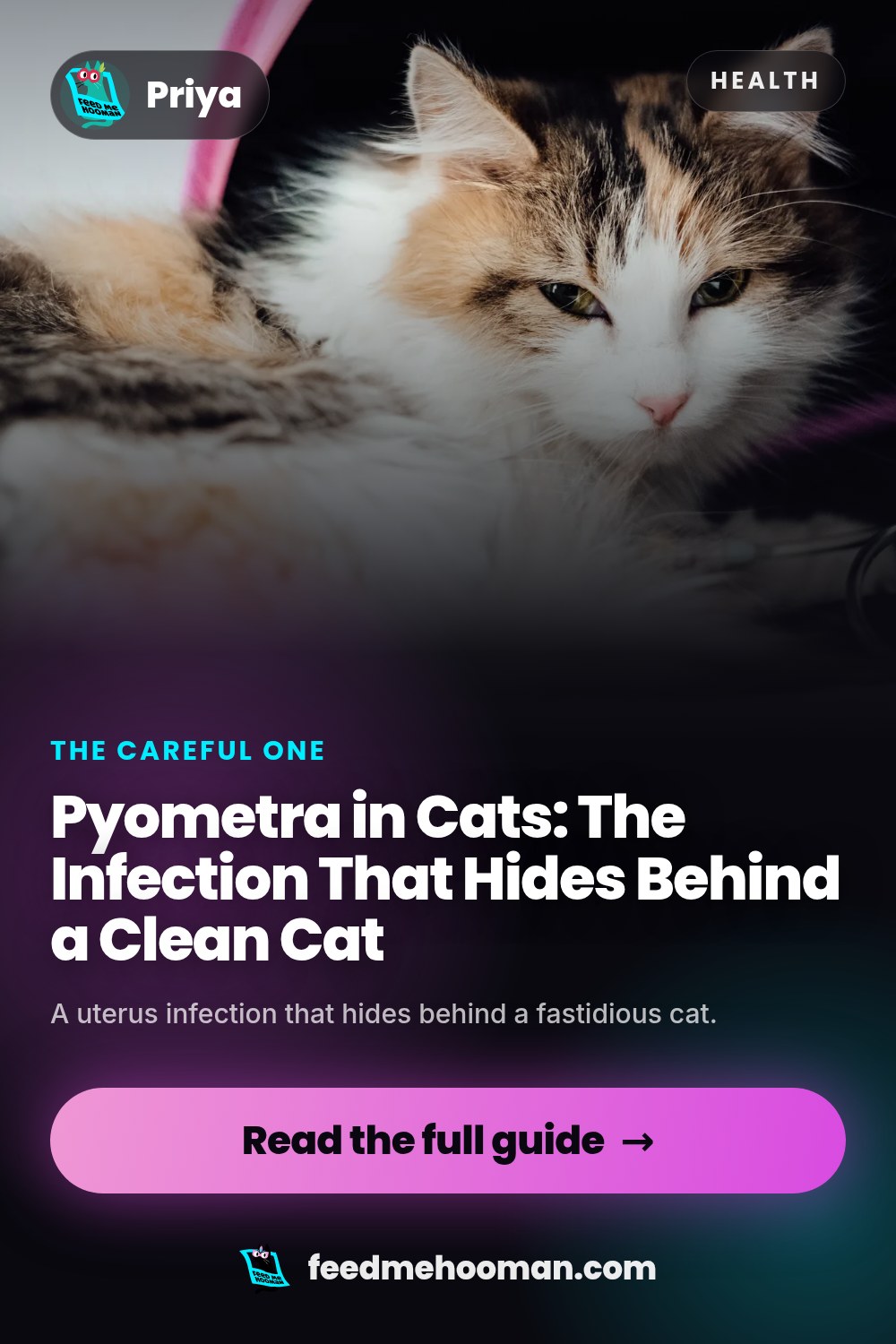 Pyometra in Cats: The Infection That Hides Behind a Clean Cat