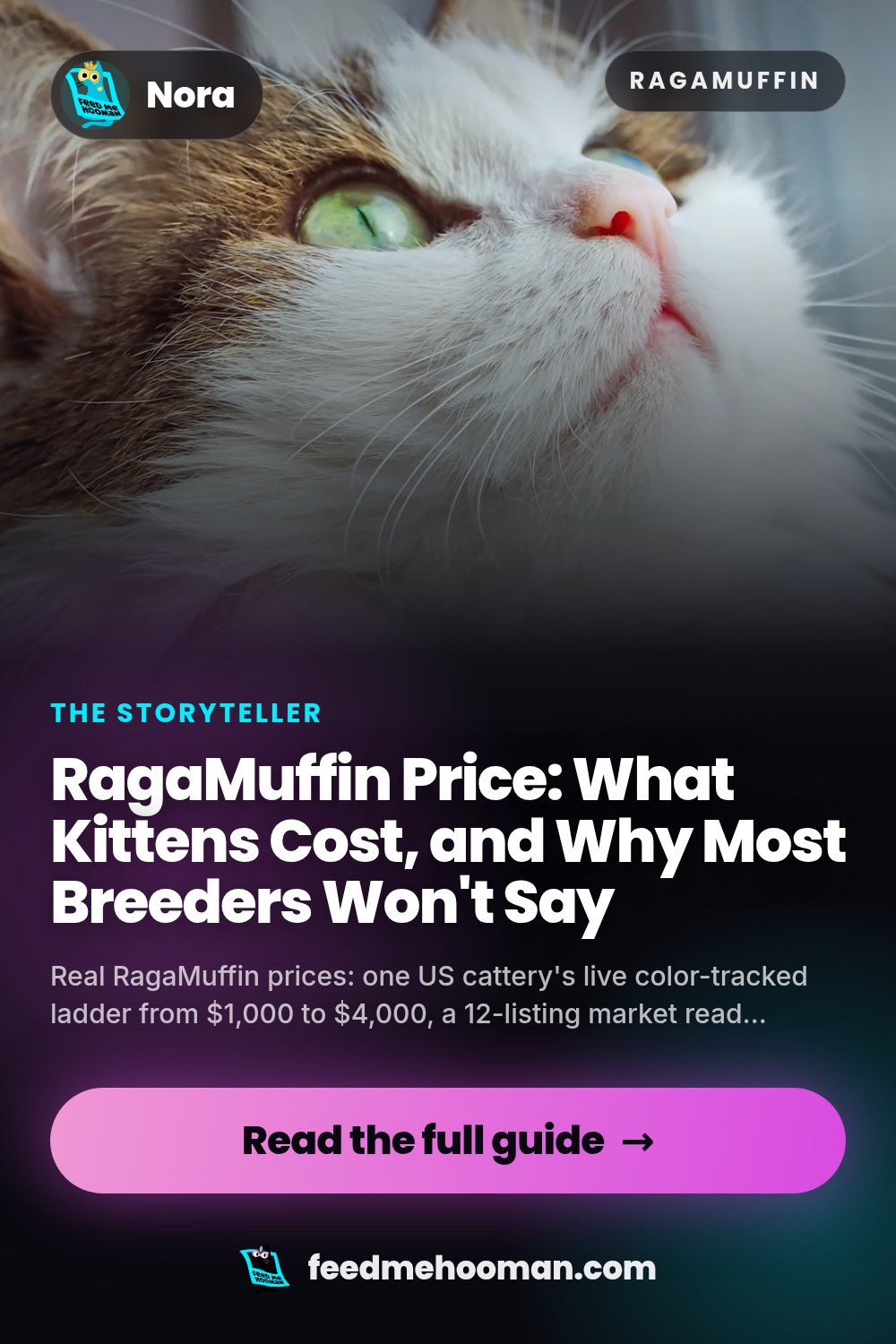 RagaMuffin Price: What Kittens Cost, and Why Most Breeders Won't Say