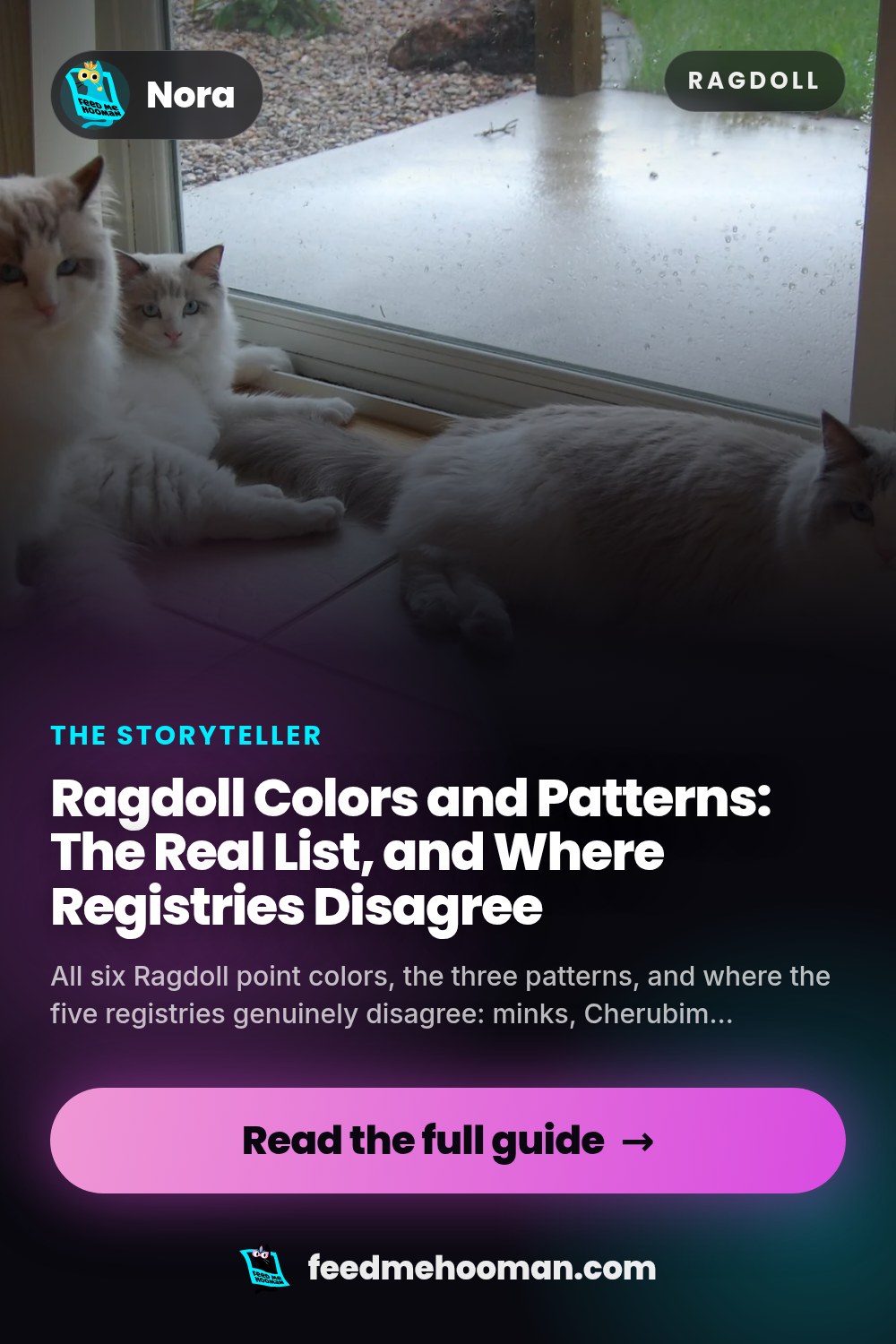 Ragdoll Colors and Patterns: The Real List, and Where Registries Disagree
