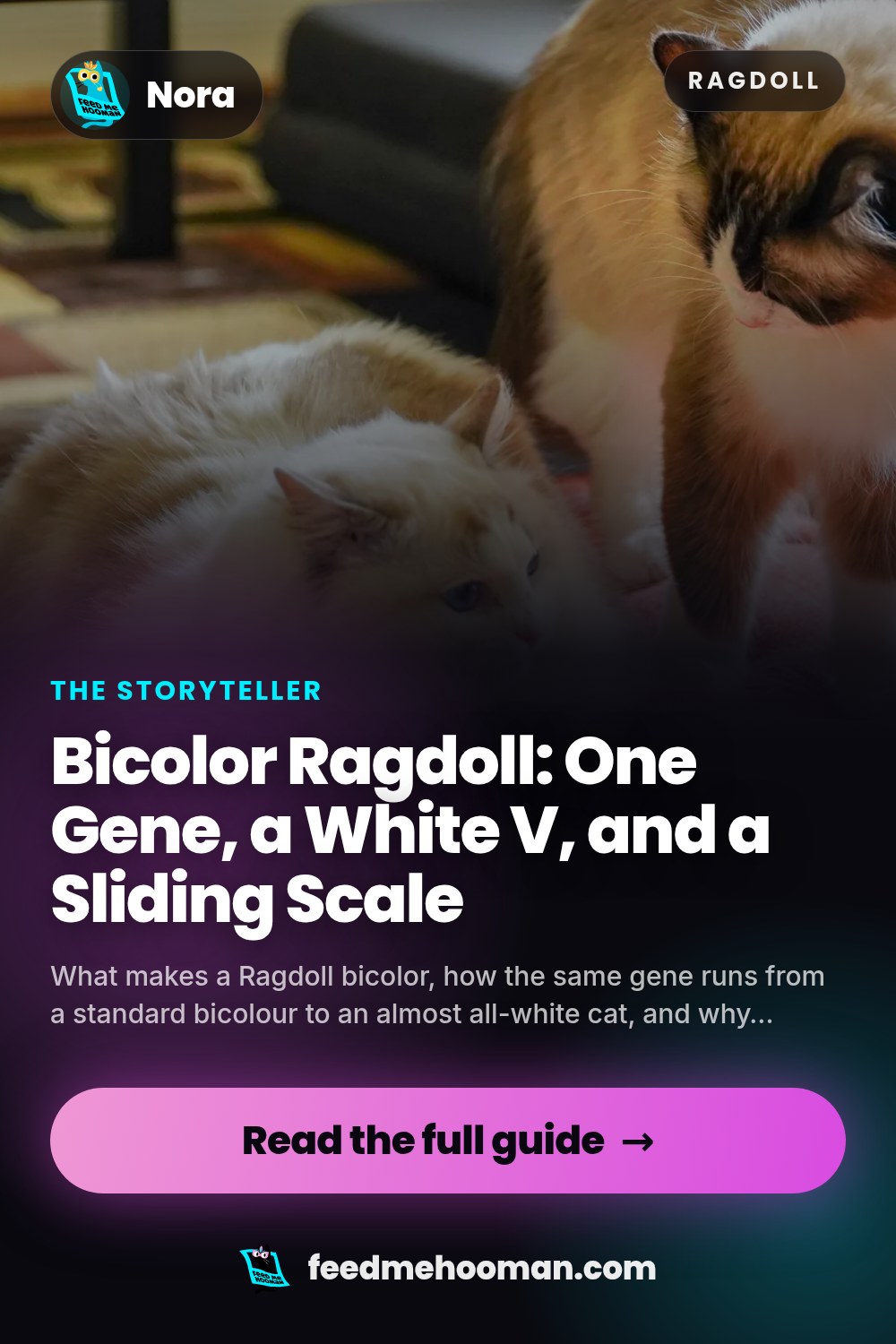 Bicolor Ragdoll: One Gene, a White V, and a Sliding Scale