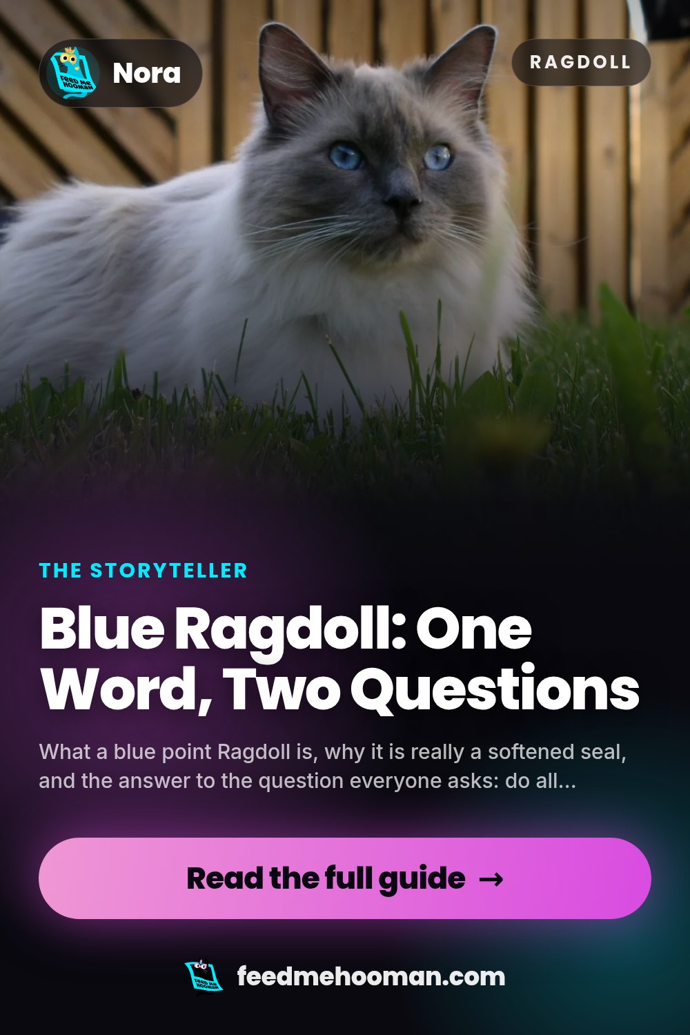 Blue Ragdoll: One Word, Two Questions
