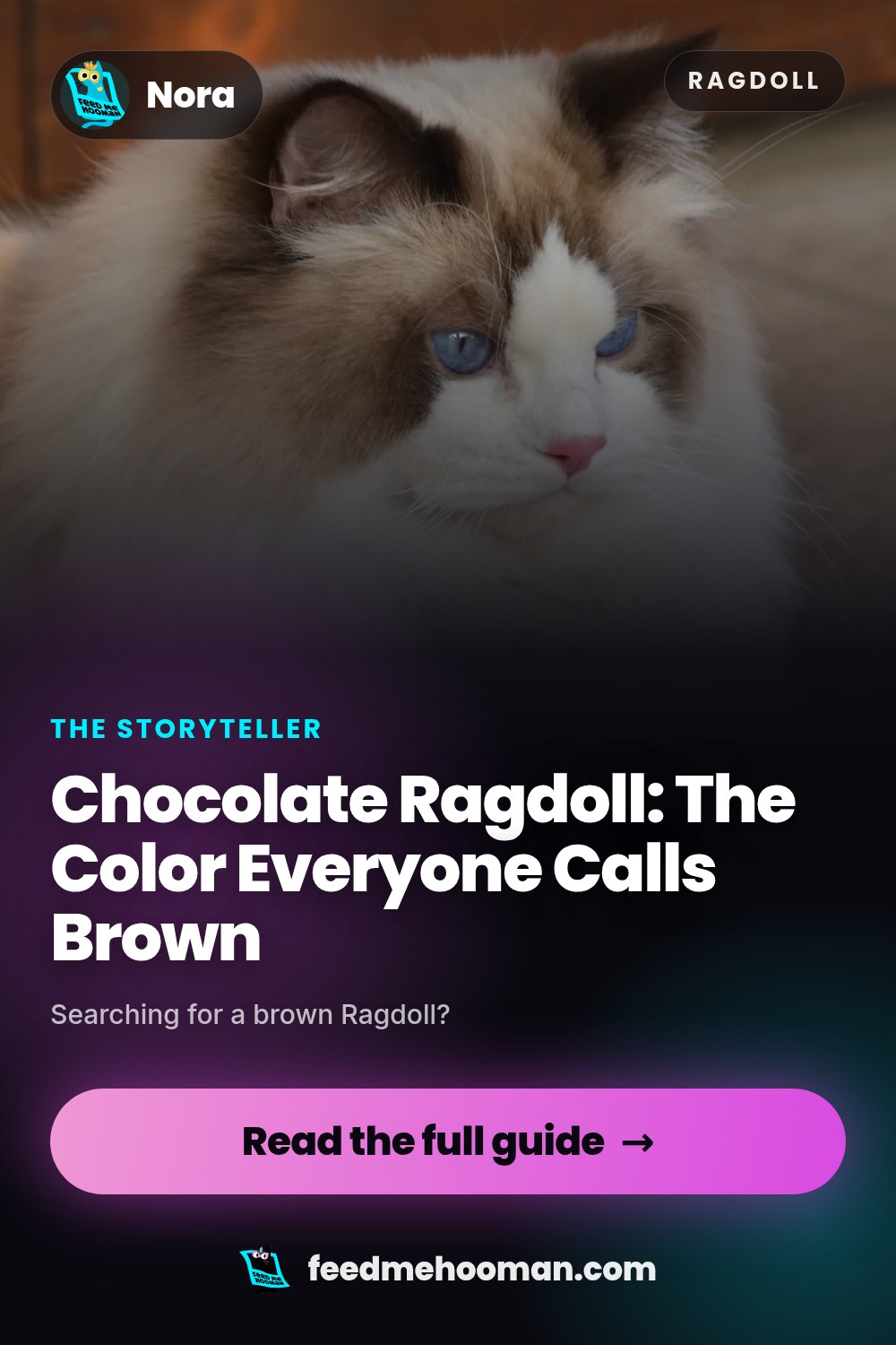 Chocolate Ragdoll: The Color Everyone Calls Brown