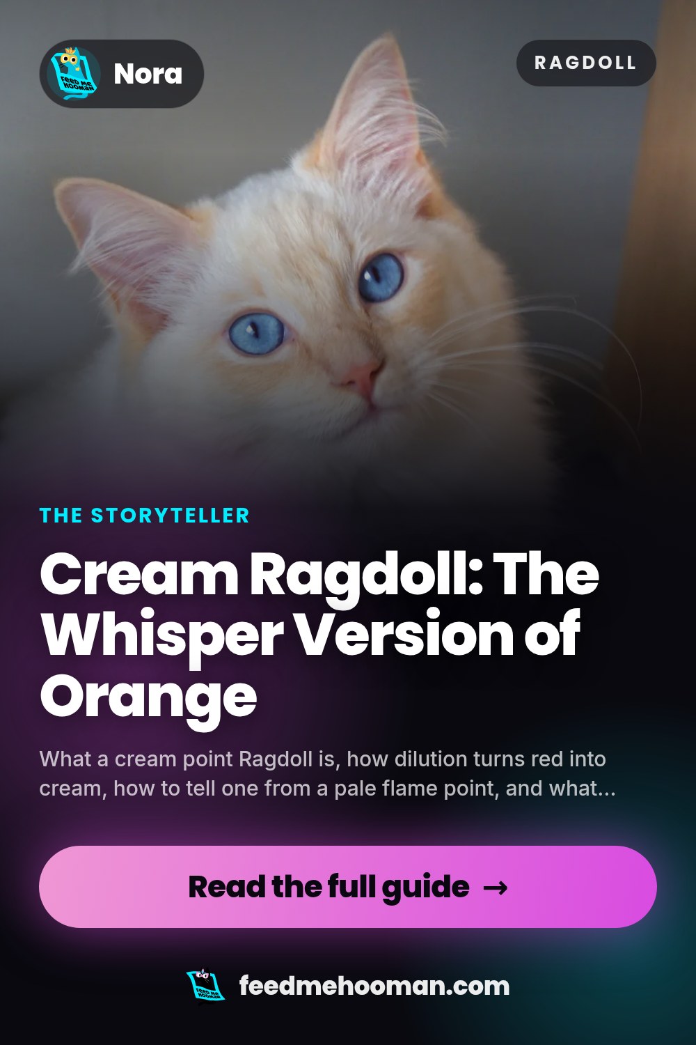 Cream Ragdoll: The Whisper Version of Orange