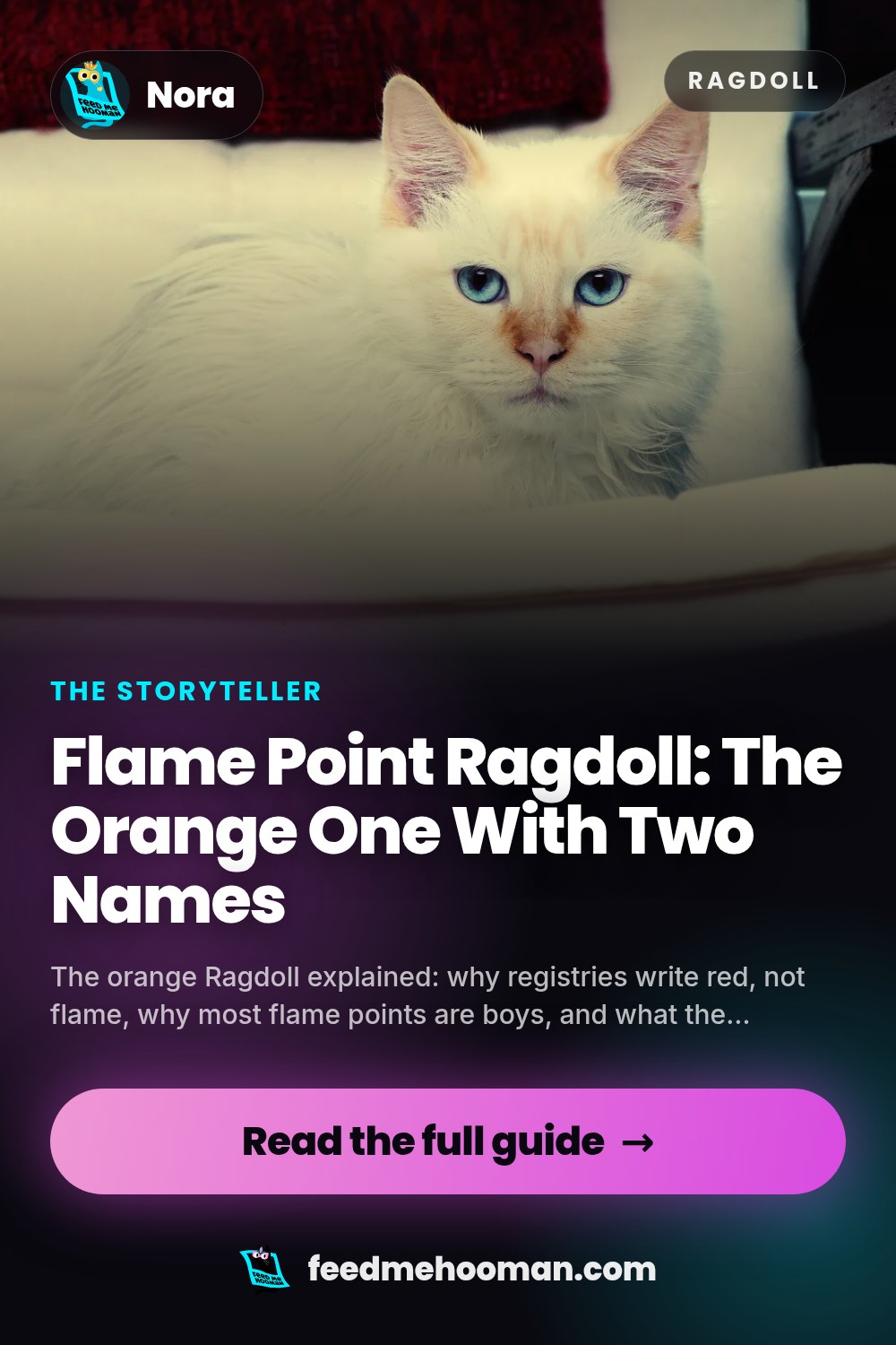 Flame Point Ragdoll: The Orange One With Two Names