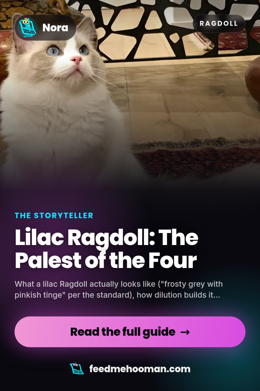 Lilac Ragdoll: The Palest of the Four