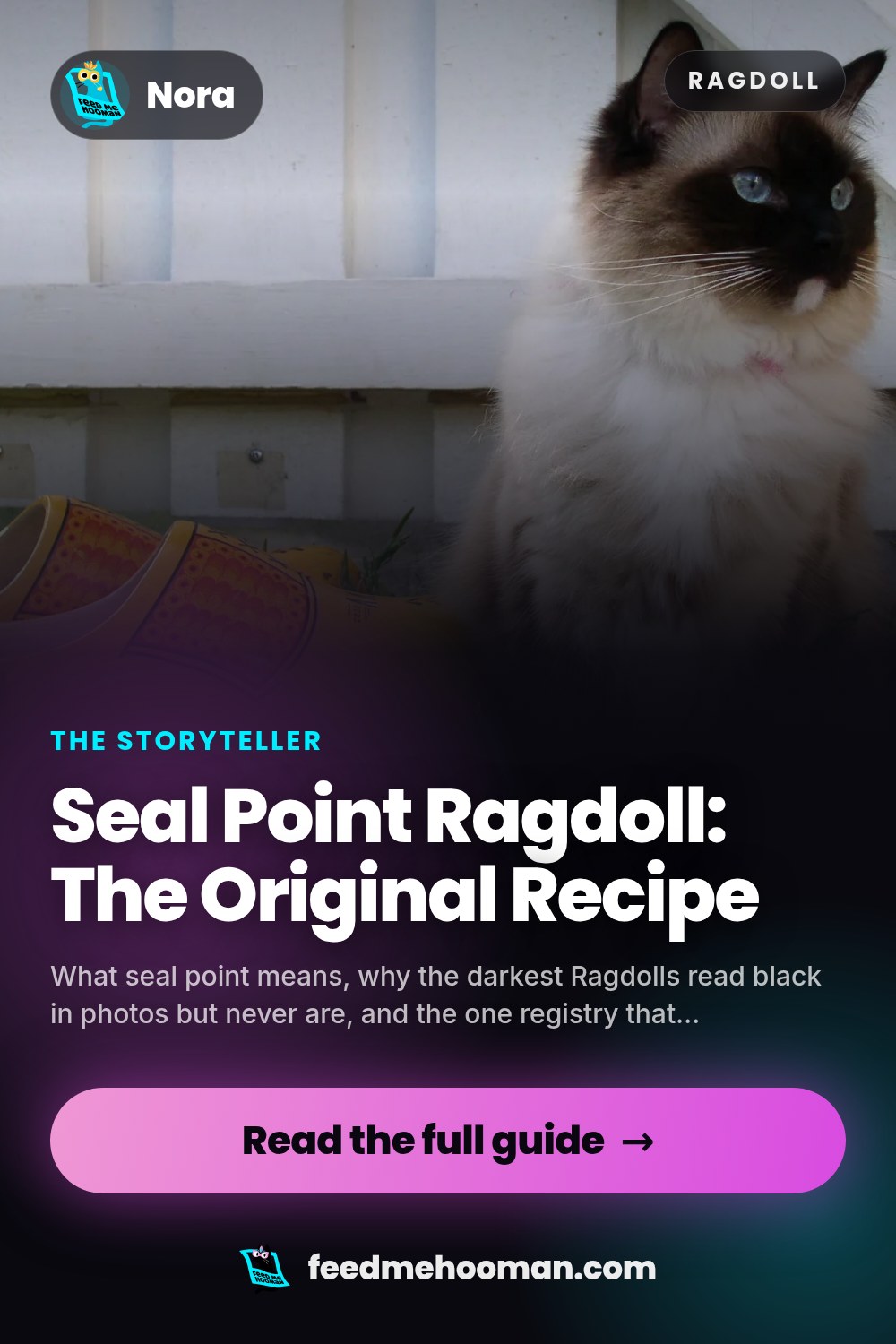 Seal Point Ragdoll: The Original Recipe