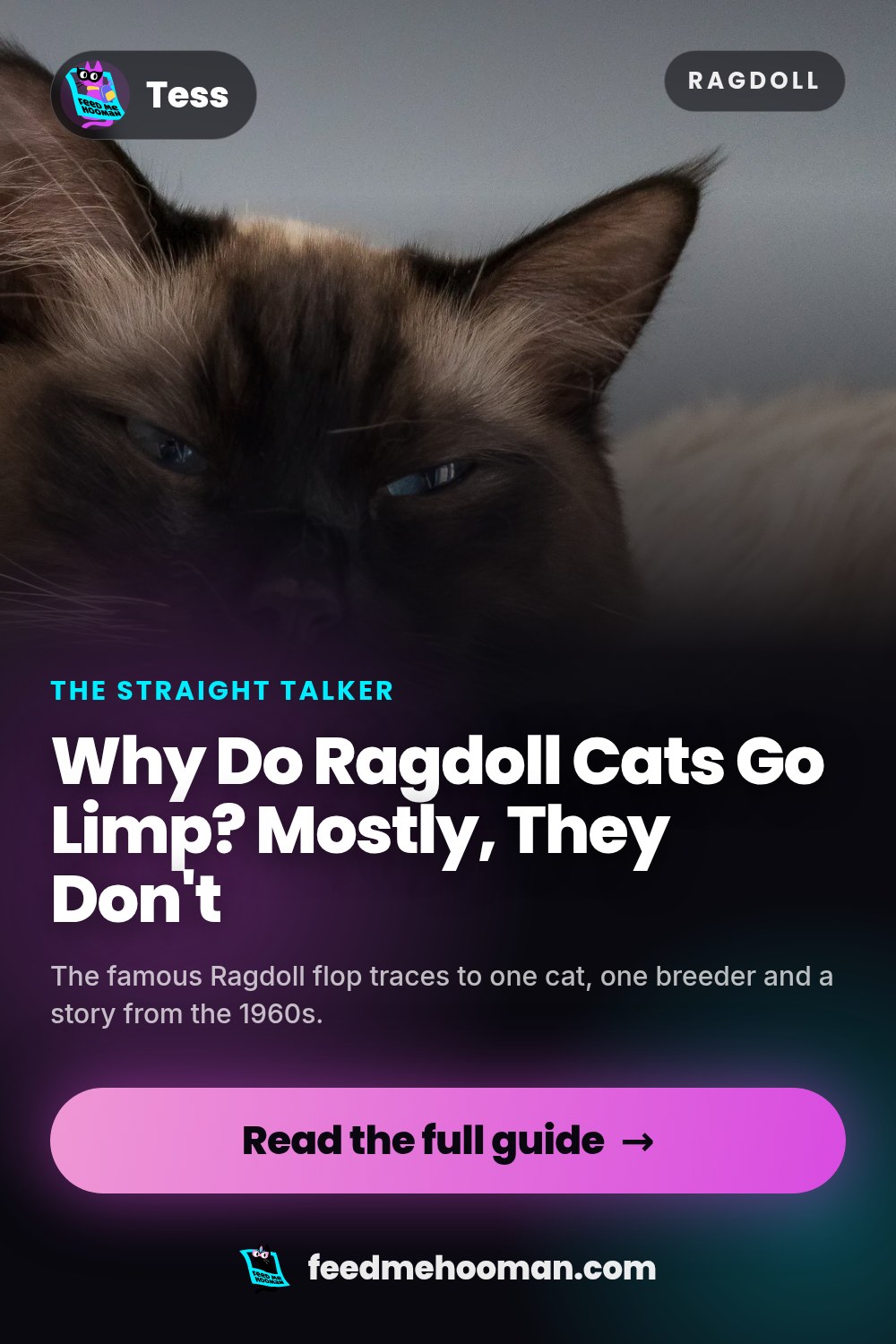 Why Do Ragdoll Cats Go Limp? Mostly, They Don't